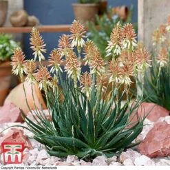 Aloe 'Safari Sunrise' -Garden Supplies Sale ALOE KB4736 E