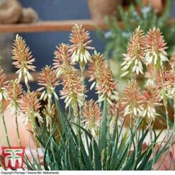 Aloe 'Safari Sunrise' -Garden Supplies Sale ALOE KB4736 F