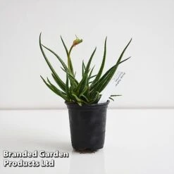 Aloe 'Safari Sunrise' -Garden Supplies Sale ALOE SAFARI9CM T44653