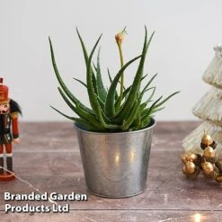 Aloe 'Safari Sunrise' -Garden Supplies Sale ALOE SAFARISUN T44655