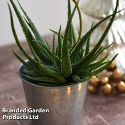 Aloe 'Safari Sunrise' -Garden Supplies Sale ALOE SAFARISUN T44658