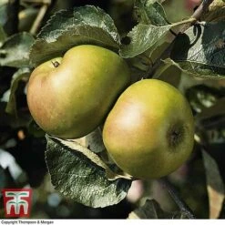 Apple 'Bramley's Seedling' -Garden Supplies Sale APPL CWW3229 B