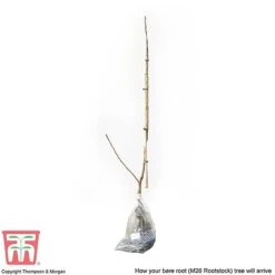 Apple 'Bramley's Seedling' -Garden Supplies Sale APPL CWW3229 C