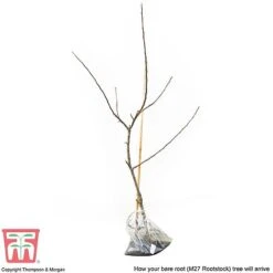 Apple 'Bramley's Seedling' -Garden Supplies Sale APPL CWW3229 D