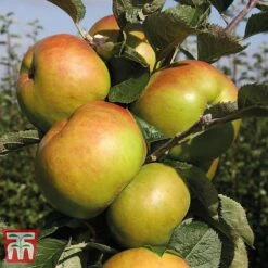 Apple 'Bramley's Seedling' -Garden Supplies Sale APPL CWW3229 E