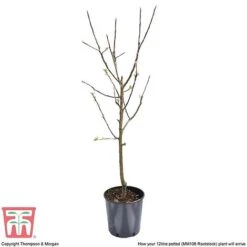 Apple 'Bramley's Seedling' -Garden Supplies Sale APPL CWW3229 F