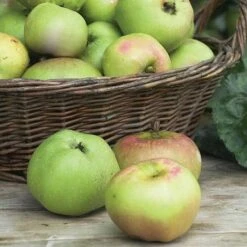 Apple 'Bramley's Seedling' -Garden Supplies Sale APPL CWW3229 NOW1
