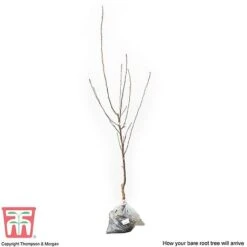 Apple 'Cox's Orange Pippin' -Garden Supplies Sale APPL CWW3231 C