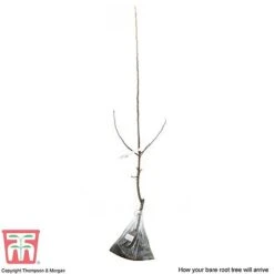 Crab Apple 'John Downie' -Garden Supplies Sale APPL CWW3373 C