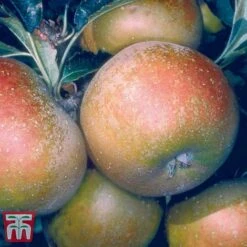Apple 'Egremont Russet' -Garden Supplies Sale APPL DWW3640 A1