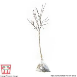 Apple 'Family Apple Tree' -Garden Supplies Sale APPL DWW3680 D