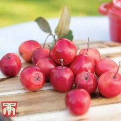 Apple 'Appletini' -Garden Supplies Sale APPL KA9401 C