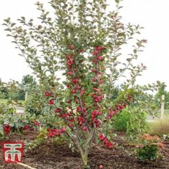Apple 'Appletini' -Garden Supplies Sale APPL KA9401 D