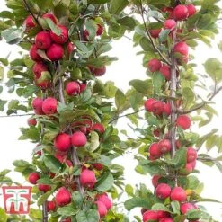 Apple 'Appletini' -Garden Supplies Sale APPL KA9401 E