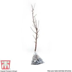 Apple 'James Grieve' -Garden Supplies Sale APPL T14131 D