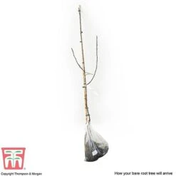 Crab Apple 'Royalty' -Garden Supplies Sale APPL T14136 C