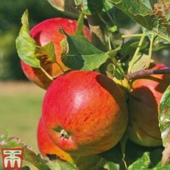 Apple & Plum Duo -Garden Supplies Sale APPL T58945P E