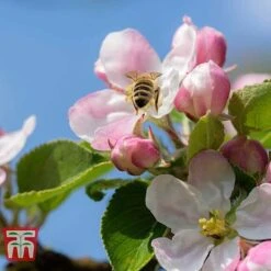 Apple 'Blenheim Orange' -Garden Supplies Sale APPL TKA1817 D