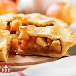 Apple 'Blenheim Orange' -Garden Supplies Sale APPL TKA1817 E