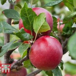 Apple 'Red Devil' 7 Apple 'Red Devil' -Garden Supplies Sale APPL TKA1861 B