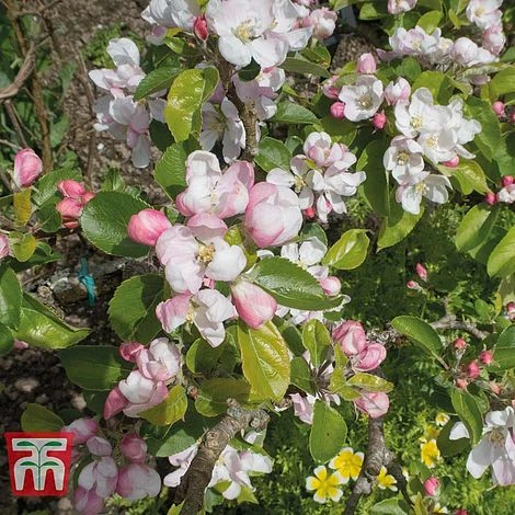 Apple 'Red Devil' 2 Apple 'Red Devil' - Image 2