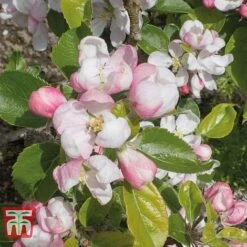 Apple 'Red Devil' 8 Apple 'Red Devil' -Garden Supplies Sale APPL TKA1861 D