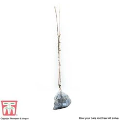 Apple 'Spartan' 5 Apple 'Spartan' -Garden Supplies Sale APPl T71127 D