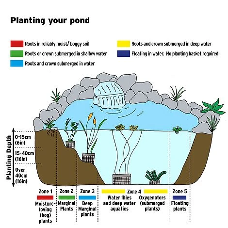 Callitriche Stagnalis (Oxygenating Aquatic) 2 Callitriche Stagnalis (Oxygenating Aquatic) - Image 2