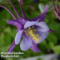 Aquilegia ‘Earlybird™ Purple Blue’ -Garden Supplies Sale AQUI EARLYPURP S40383