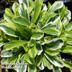 Arabis Ferdinandi-coburgi 'Old Gold'