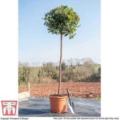 Arbutus Unedo -Garden Supplies Sale ARBU T58130 L