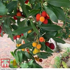 Arbutus Unedo F. Rubra -Garden Supplies Sale ARBU T66053 C1