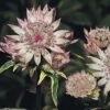 Astrantia Major