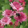 Astrantia Major 'Venice'
