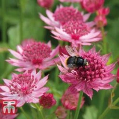 Astrantia Major 'Venice'