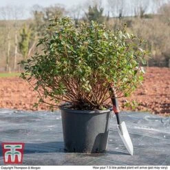 Rhododendron 'Rustica Pink' (Azalea Group) -Garden Supplies Sale AZAL WKB9203 L