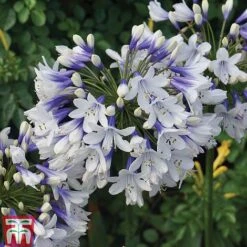 Agapanthus Duo Collection -Garden Supplies Sale Agapanthus Twister 1 Supp F1