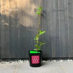 Alder Tree (Alnus Glutinosa) Grown By Cotswold Trees -Garden Supplies Sale Alder