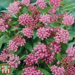 Asclepias Collection -Garden Supplies Sale Asclepias Cind