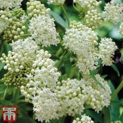 Asclepias Collection -Garden Supplies Sale Asclepias Ice