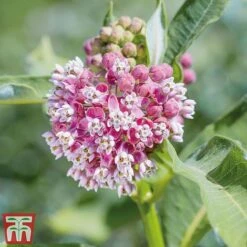 Asclepias Collection -Garden Supplies Sale Asclepias Soul2