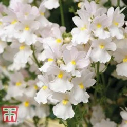 White Hanging Basket Duo -Garden Supplies Sale BASK T15787 C