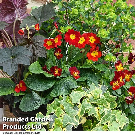 Autumn Fire Collection 2 Autumn Fire Collection - Image 2