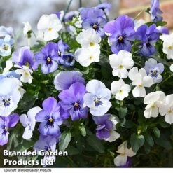 Viola 'Ocean Blues Collection' 5 Viola 'Ocean Blues Collection' -Garden Supplies Sale BASK PREPLVIOL T49368
