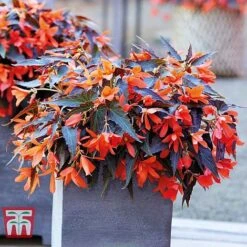 Featured Products -Garden Supplies Sale BEGO KA8763 A