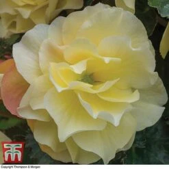 Begonia 'Fragrant Falls Improved™ - Lemon Delight' -Garden Supplies Sale BEGO KB2774 C