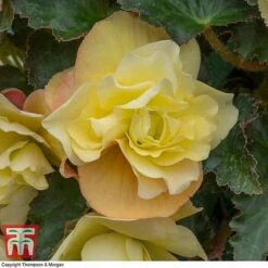 Begonia 'Fragrant Falls Improved™ - Lemon Delight' -Garden Supplies Sale BEGO KB2774 D