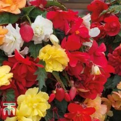 Begonia X Tuberhybrida 'Illumination Mixed' -Garden Supplies Sale BEGO P86758 C