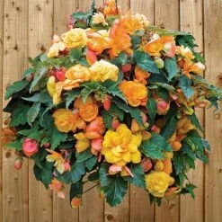 Begonia 'Fragrant Falls Improved™ - Apricot Delight' -Garden Supplies Sale BEGO T47320 C h
