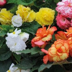 Begonia 'Majestic Mixed' -Garden Supplies Sale BEGO T67458 B h
